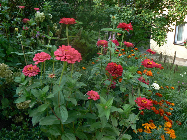 To moje ukochane cynie. Pięknie zdobią ogród, przyciągają pszczoły i motyle.