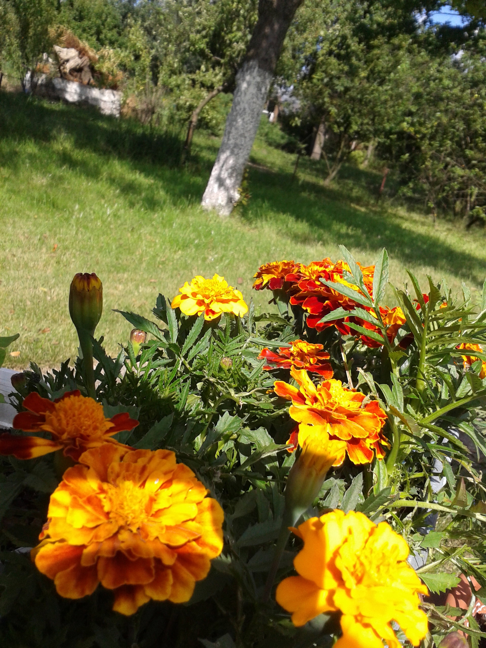 Trochę koloru w donicach