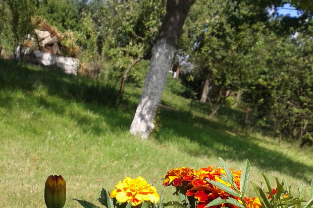 Trochę koloru w donicach