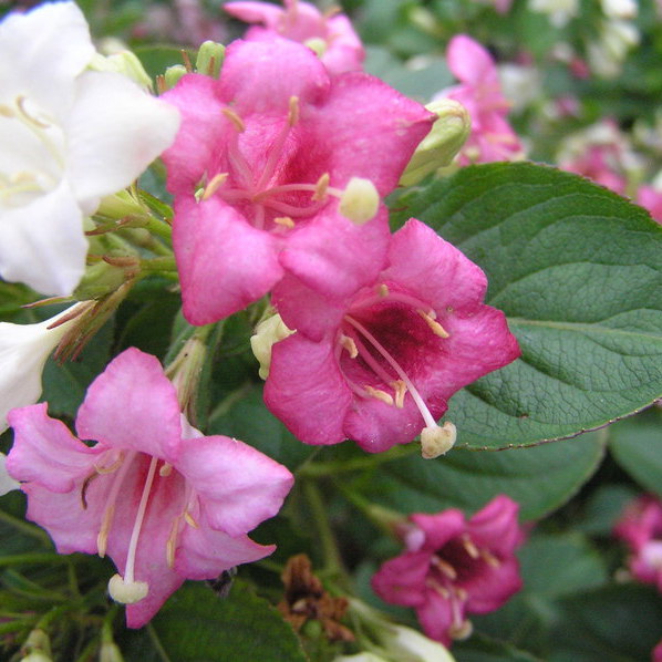 Trójkolorowe kwiaty krzewuszki cudownej.