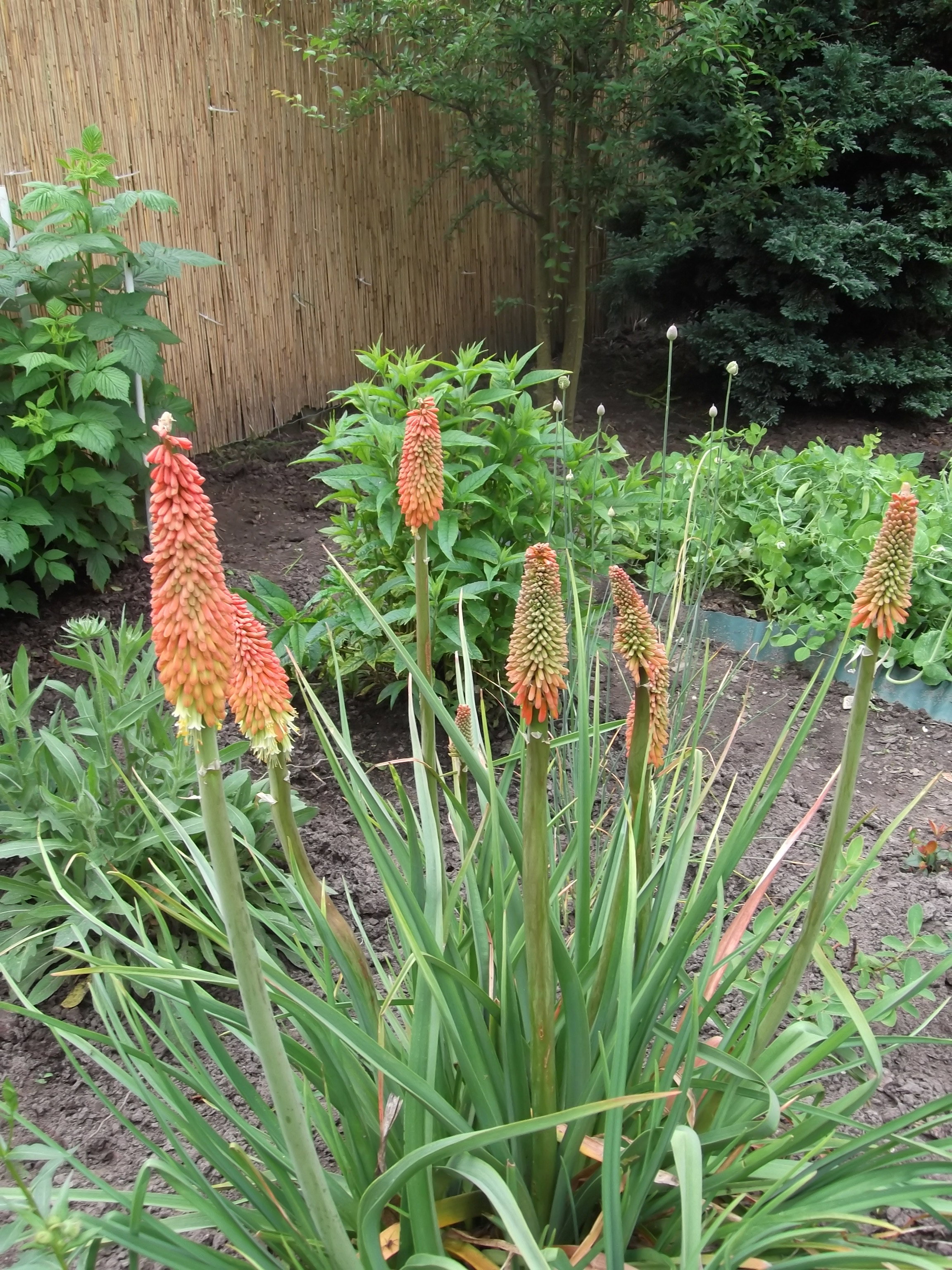 Trytoma ogrodowa, zwana też płonącą pochodnią.