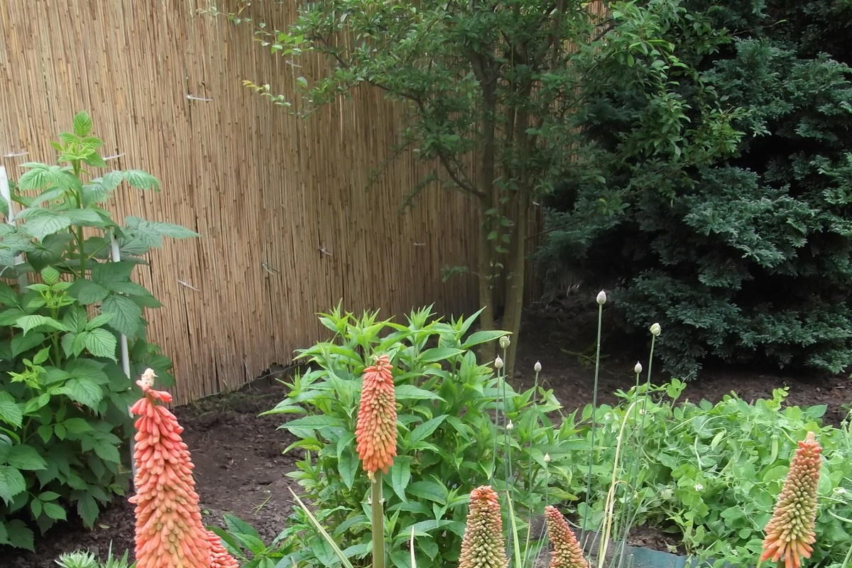 Trytoma ogrodowa, zwana też płonącą pochodnią.