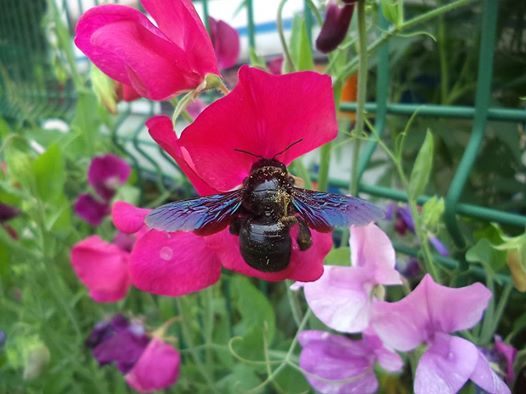 Trzmielec Czarny pierwszy raz w tym roku odwiedził nas na Groszku Pachnącym