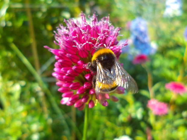Trzmielik na czosnku główkowatym