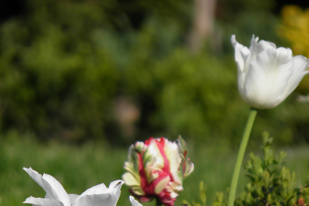 tulipki