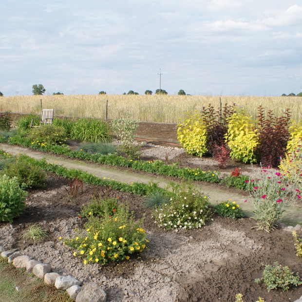 Tutaj w zeszłym roku były długie rzędy truskawek. Teraz jest tu romantyczny zakątek, który pewnie swój cały urok będzie miał za kilka lat kiedy wszystkie rośliny urosną :-) Są tu pęcherznice, berberysy, krzewuszki, pięciorniki, trawy, liliowce, perukowiec