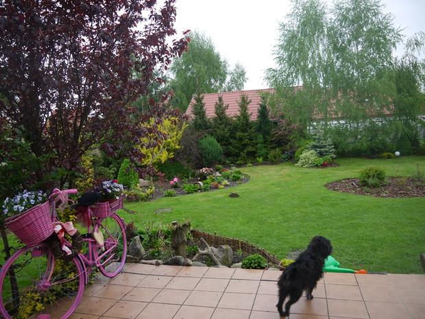 tył ogrodu - wczesna wiosna 