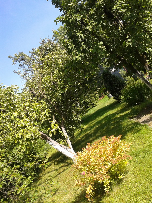 Ulubiona papierówka