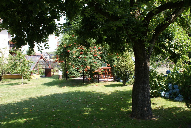 W centralnym miejscu ogrodu rośnie stara jabłoń posadzona przez dziadka jakieś 60 - 70 lat temu. To taka "dusza" tego ogrodu, a przy okazji jabłka, jakich już się dzisiaj nie spotyka...