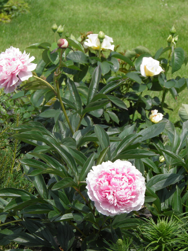 w towarzystwie piwonii