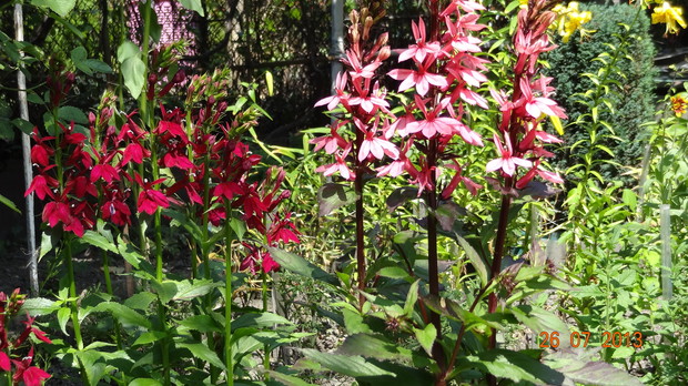 W zeszłym roku tak kwitły lobelie lśniące