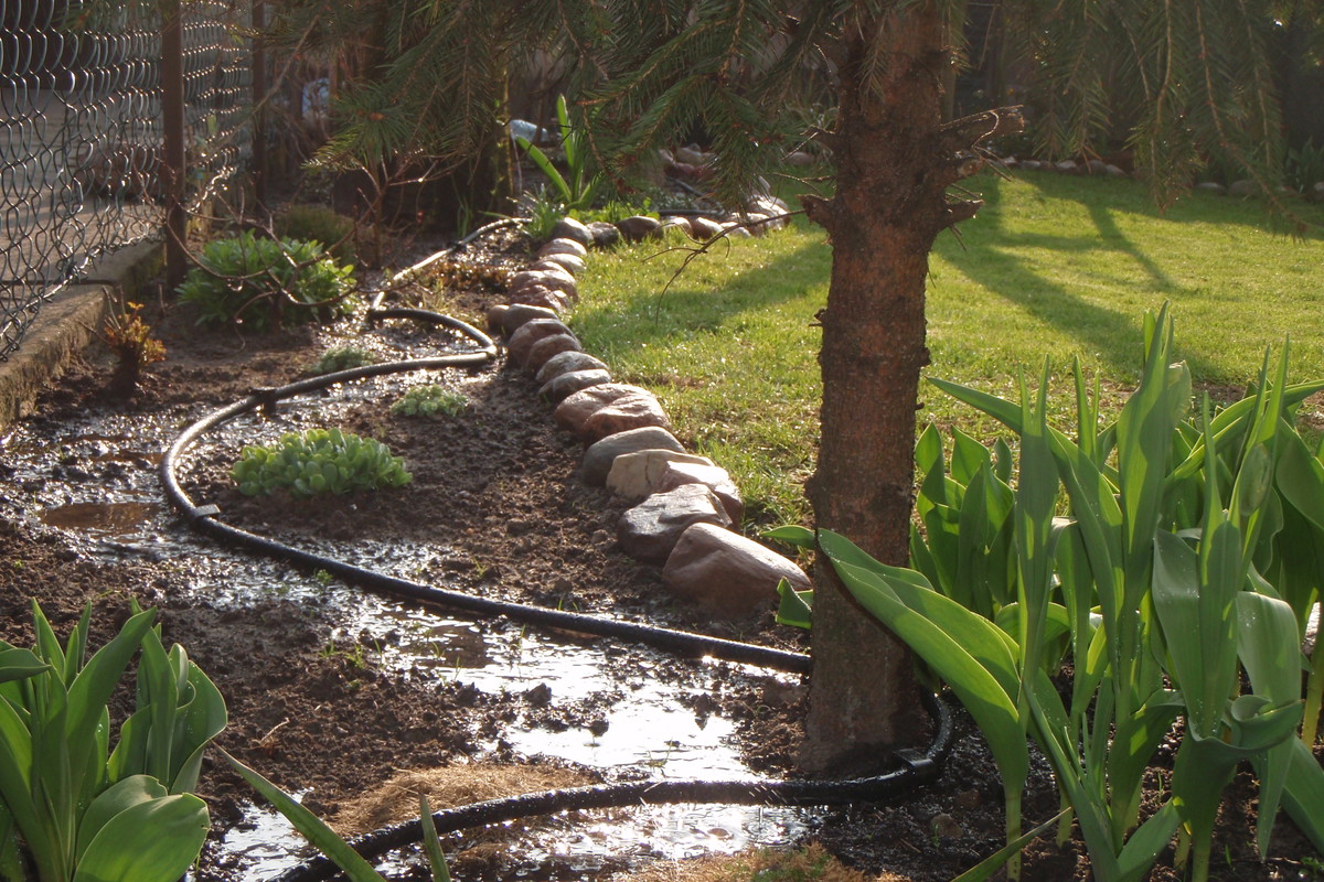 Wąż podłączony do beczki z deszczówką to sprytny sposób nawadniania ogrodu