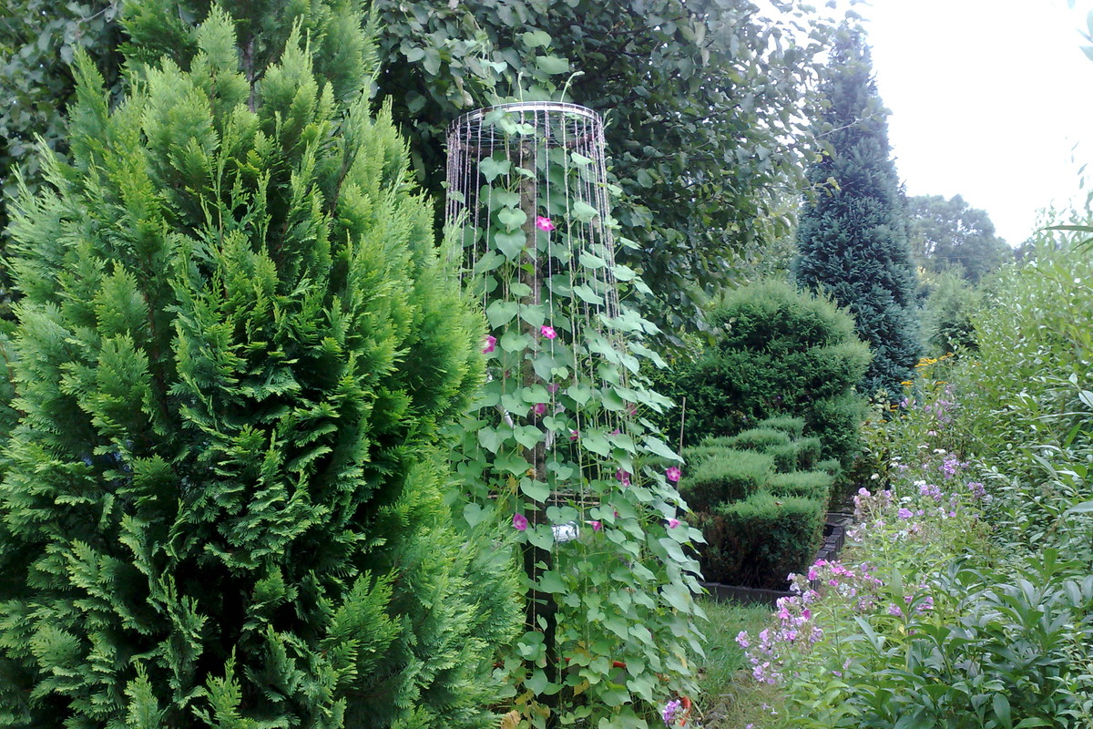 Wilec rosnący na stelażu z felgi ze starego roweru. W tle jabłonka