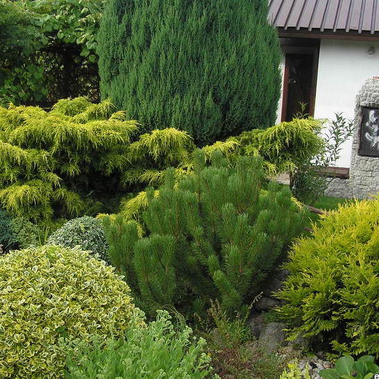 Z boku altany pięknie i zielono.