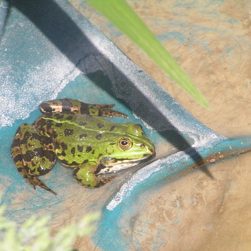 Żaby założyły u nas w oczku całą rodzinkę.