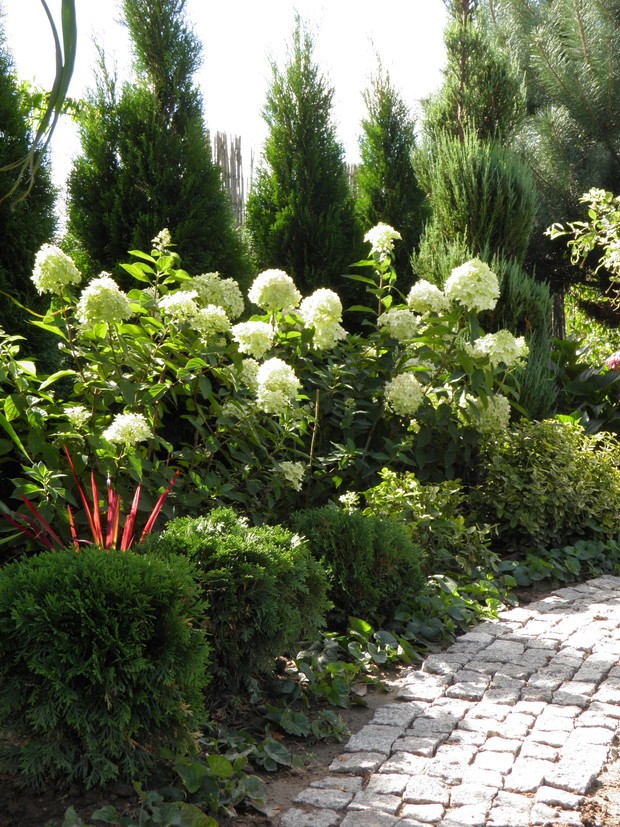 zeszłoroczne hortensje limelight, w tym roku będą jeszcze okazalsze, świderek w jałowcu oczywiście wycięłąm ja :)