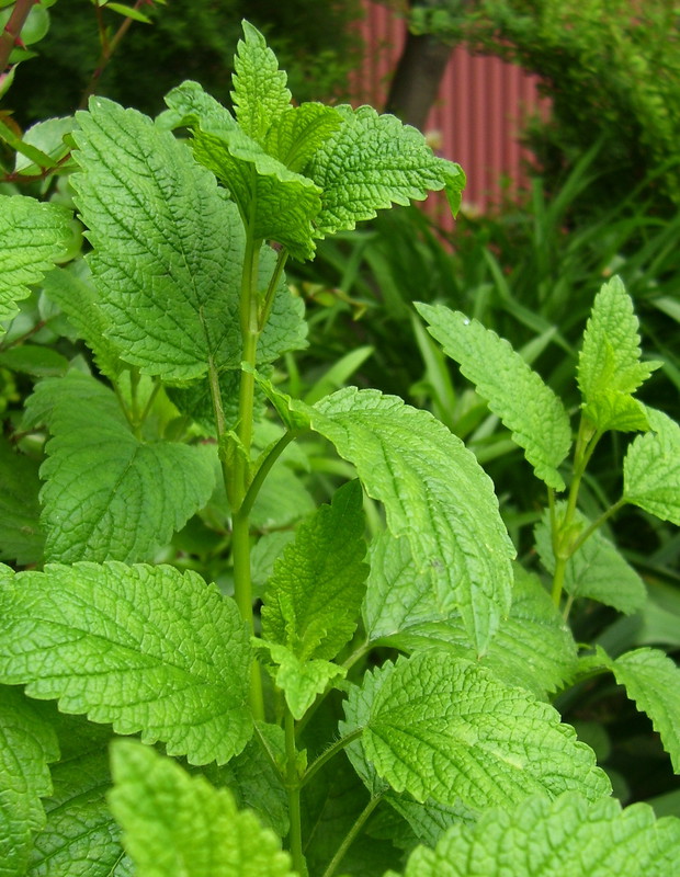 ziołowy akcent w moim ogródeczku- Melisa lakarska