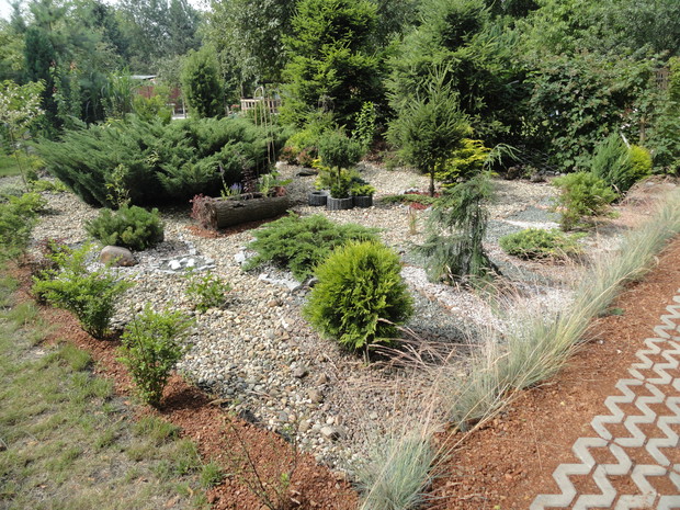 żwirowisko z iglakami