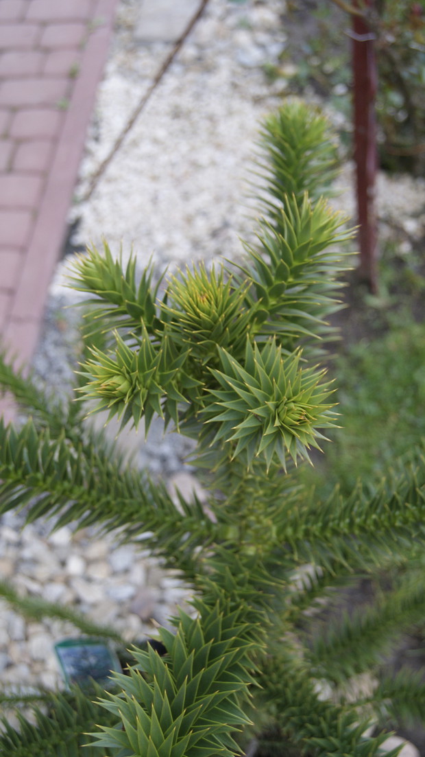 Araucaria Araucana  piękna drzewko liście o ostrych zakończeniach  ;