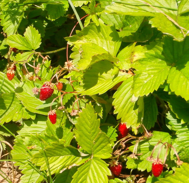 aromatyczne Poziomki ;)