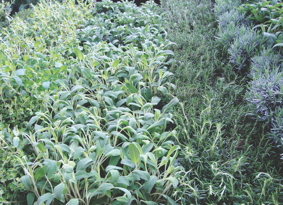 Aromatyczny dywan utkamy, dobierając zioła o różnych barwach liści.