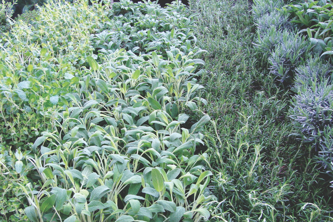 Aromatyczny dywan utkamy, dobierając zioła o różnych barwach liści.