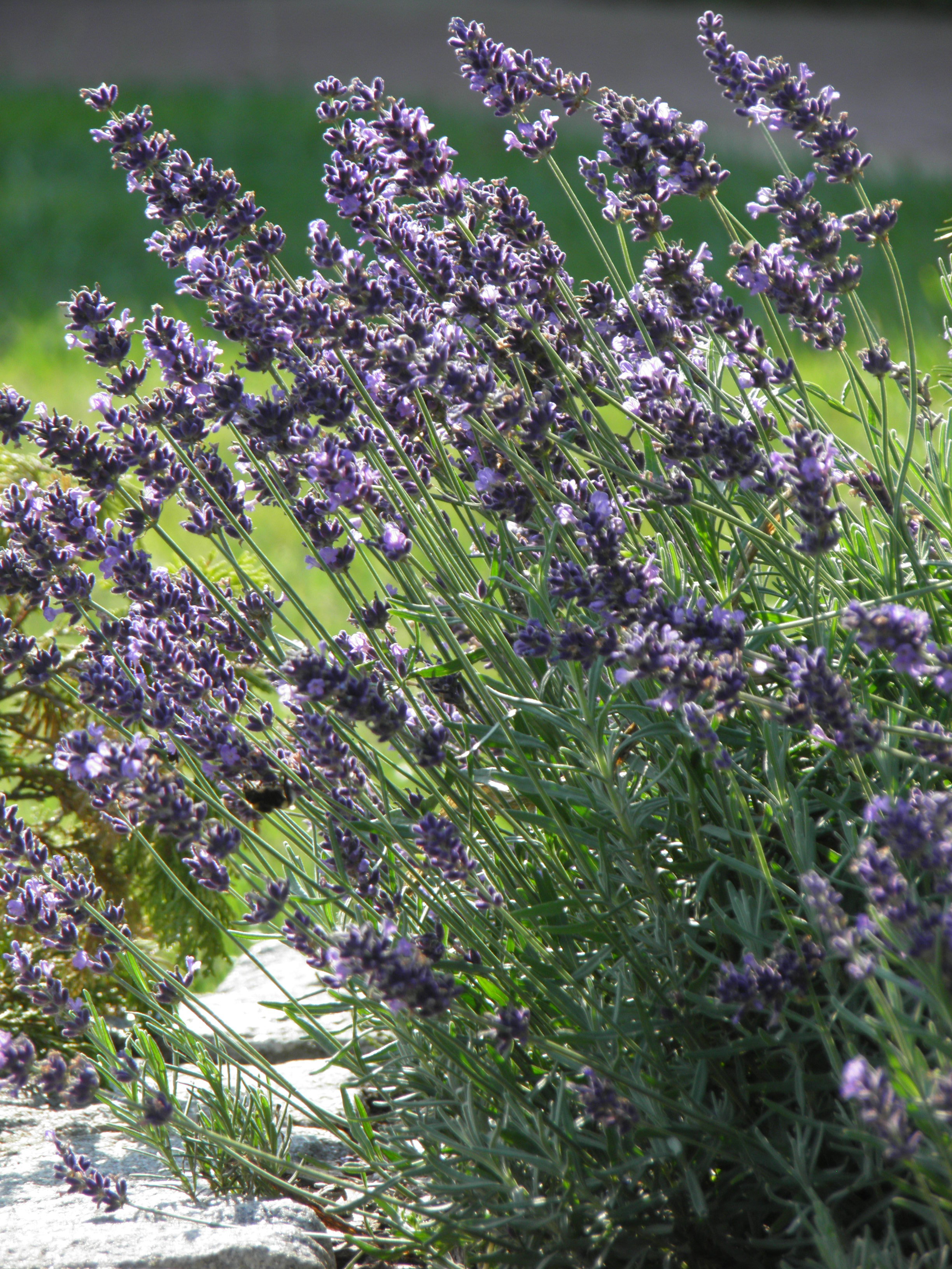 bączek wtopił się w tło, dla wytrwałych zabawa w szukanie bączka :)