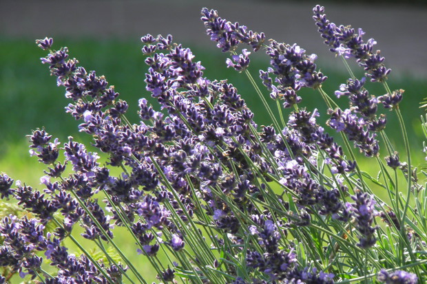 bączek wtopił się w tło, dla wytrwałych zabawa w szukanie bączka :)