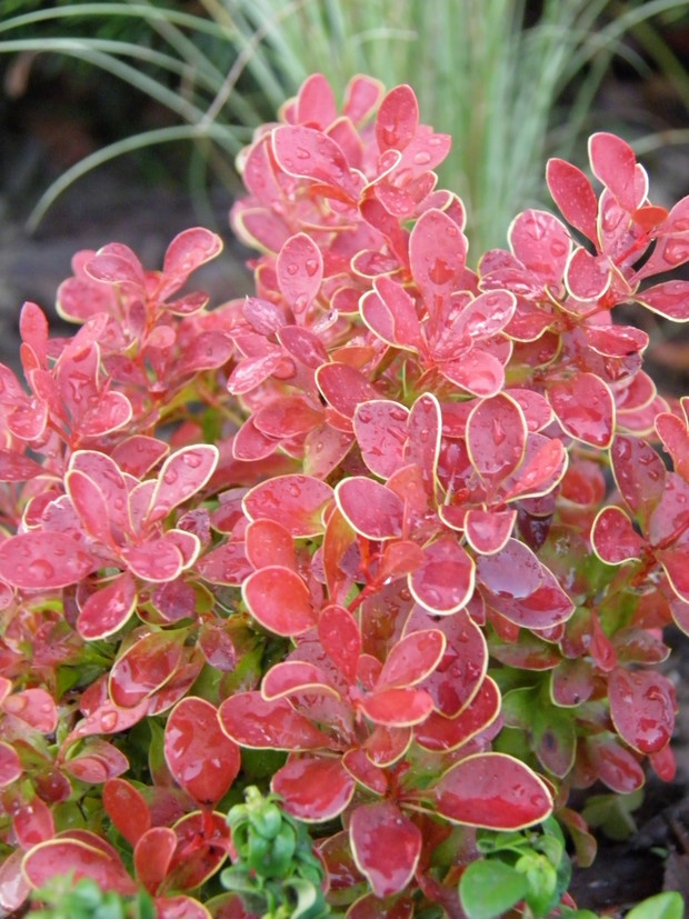 berberys golden ring