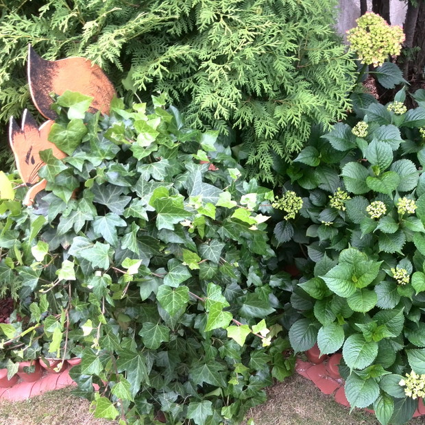 Bluszcz w towarzystwie hortensji.