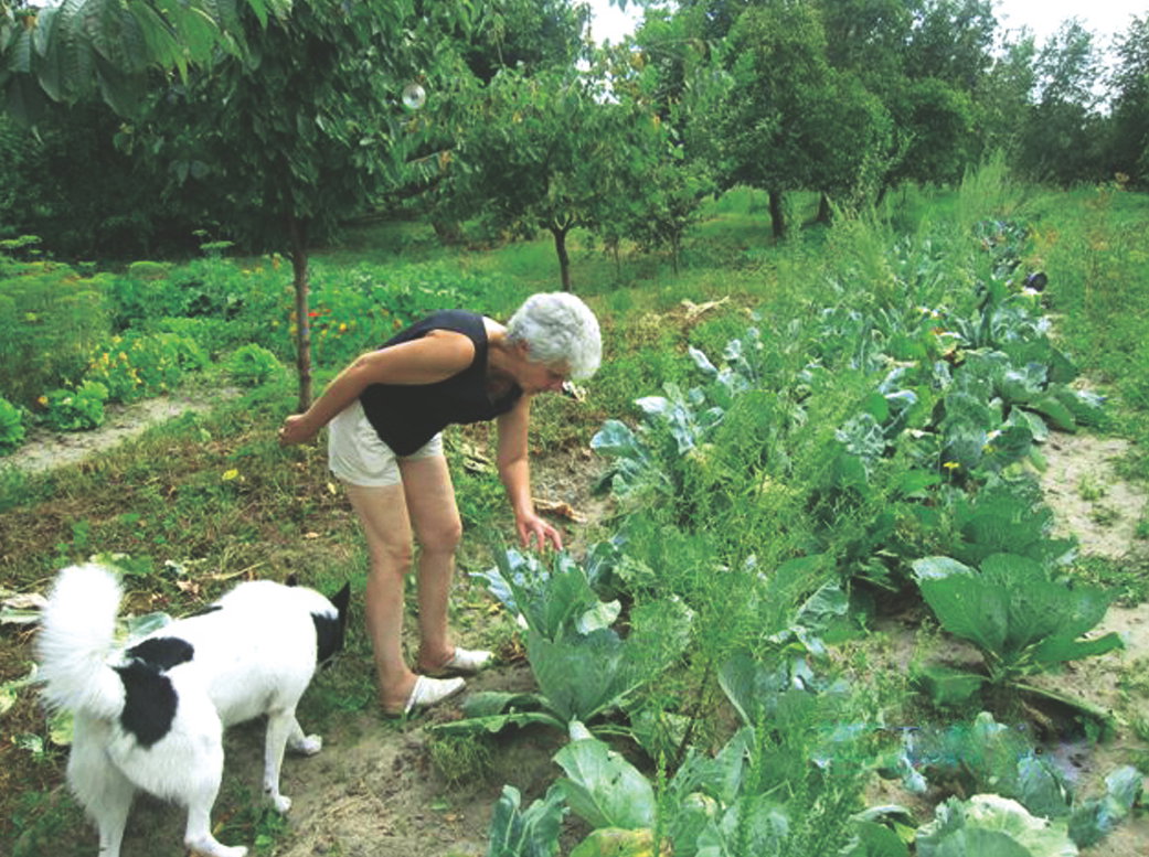 By zwiększyć skuteczność nawożenia, najpierw starannie plewię grządki.