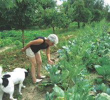 By zwiększyć skuteczność nawożenia, najpierw starannie plewię grządki.