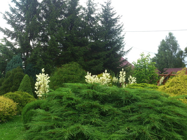 Chowające się jukki ;)