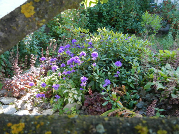 Cienisty zakątek z dzwonkiem skupionym i różanecznikiem