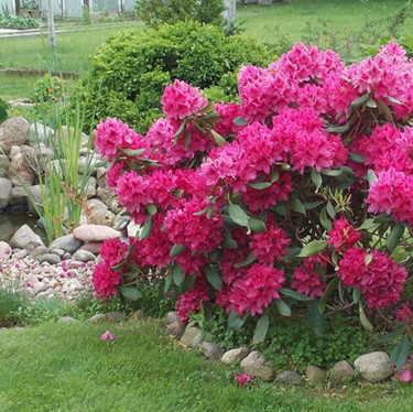 " cud natury - rododendron "