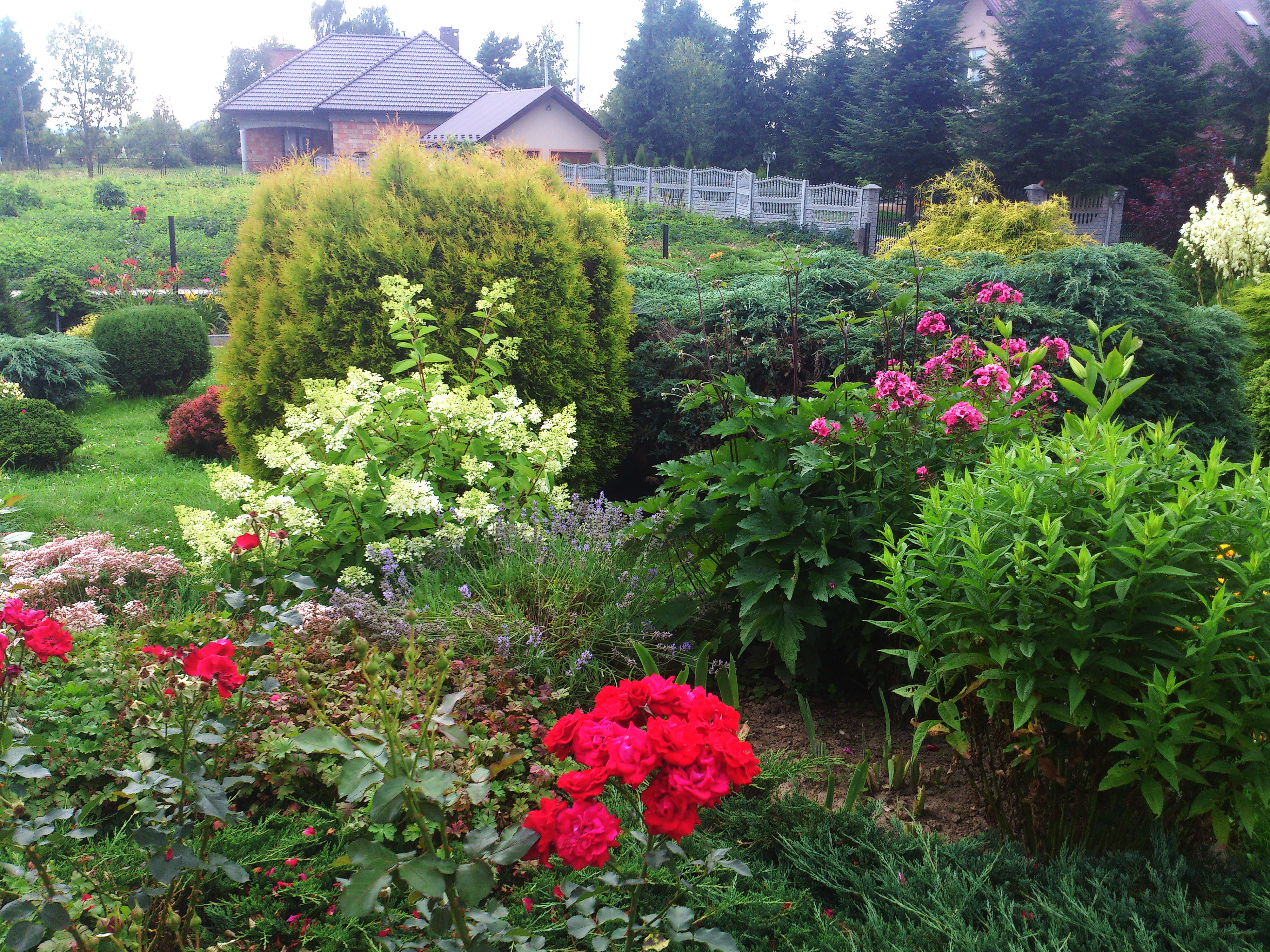 Cyprysy w towarzystwie róż, floksów, hortensji ogrodowej, lawendy, szałwii i jukki...;)