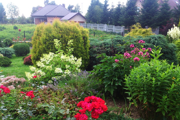 Cyprysy w towarzystwie róż, floksów, hortensji ogrodowej, lawendy, szałwii i jukki...;)