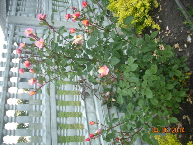 Czekając na róże.