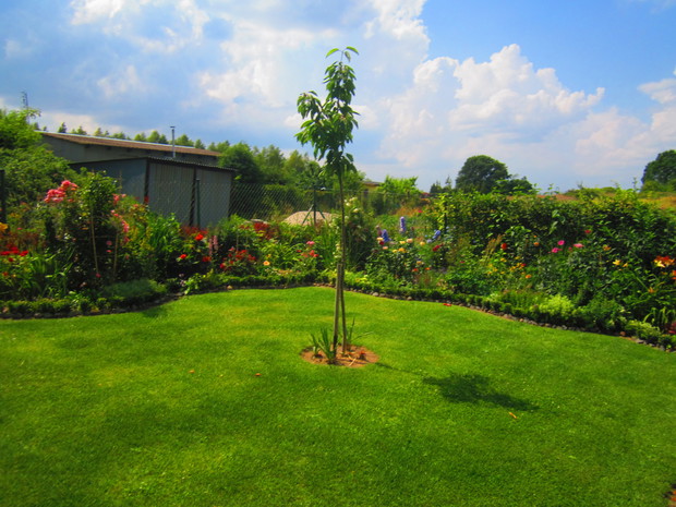  Czereśnia i rabaty z kwiatami