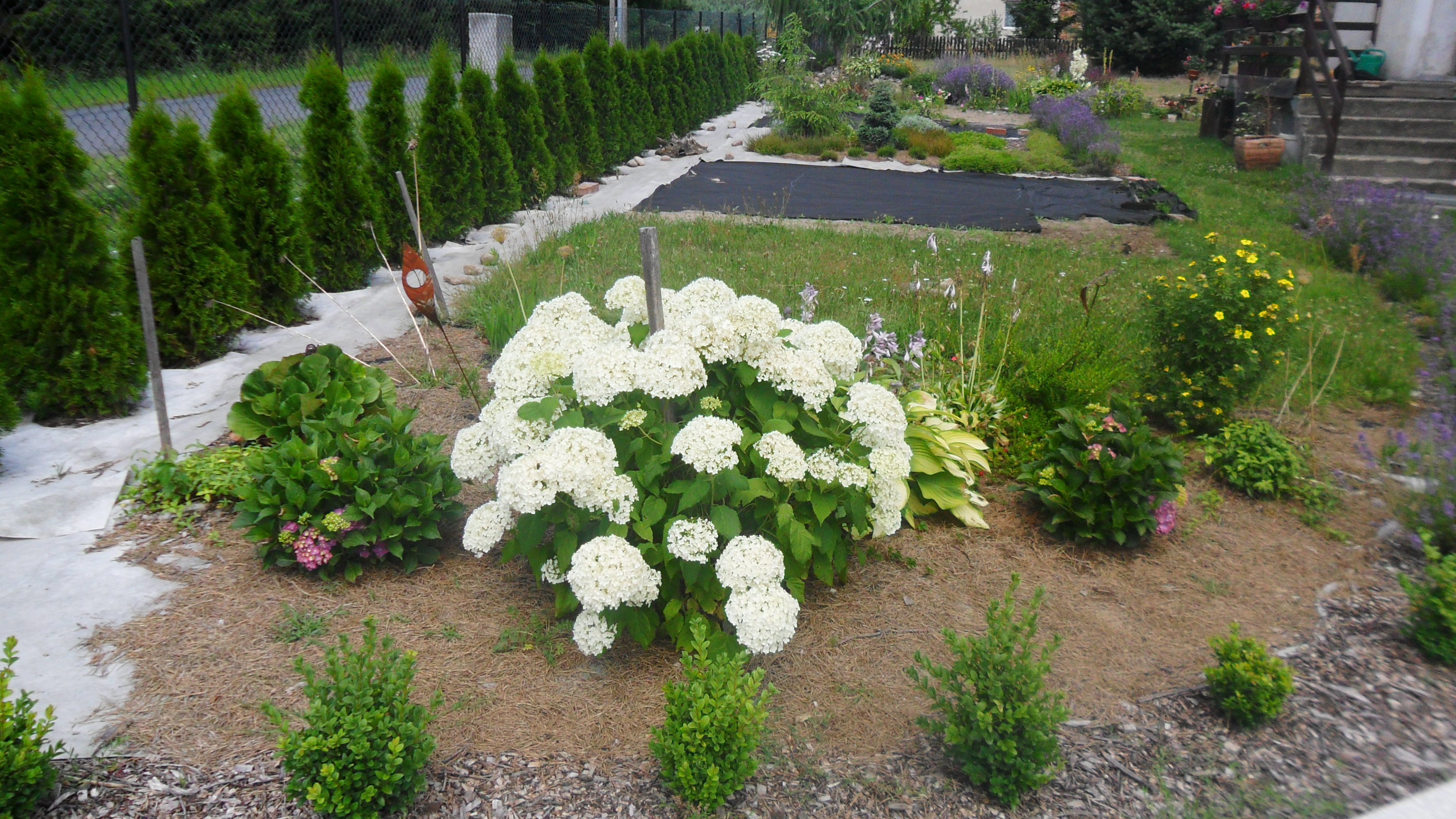 Część I wizytowa: Widok na rabatę całoroczną. 
Rosną na niej hortensje, krzewuszka, funkie, rośliny cebulowe-tulipany, szachownica oraz czosnki ozdobne,irga, świerk w formie kulistej, barwinek pospolity, poziomówka indyjska, poziomka ozdobna "Pagoda"