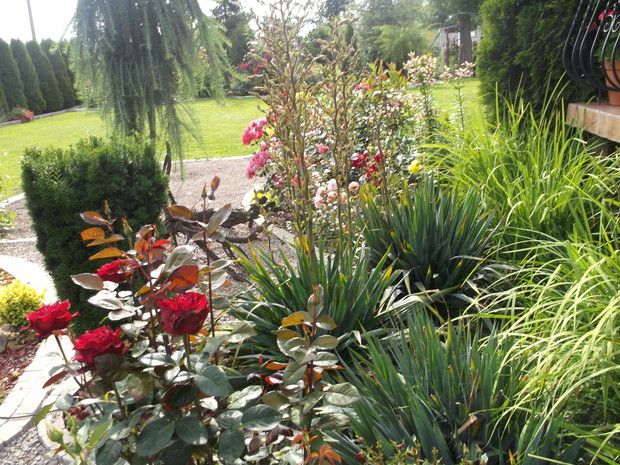 część południowa ,tu królują róże , jukki, lilie.