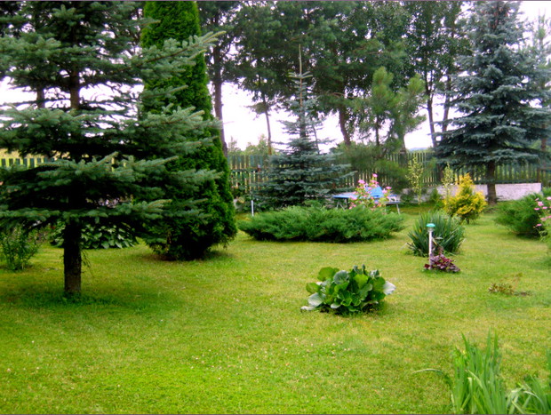 Drzewa i krzewy w przydomowym ogódku