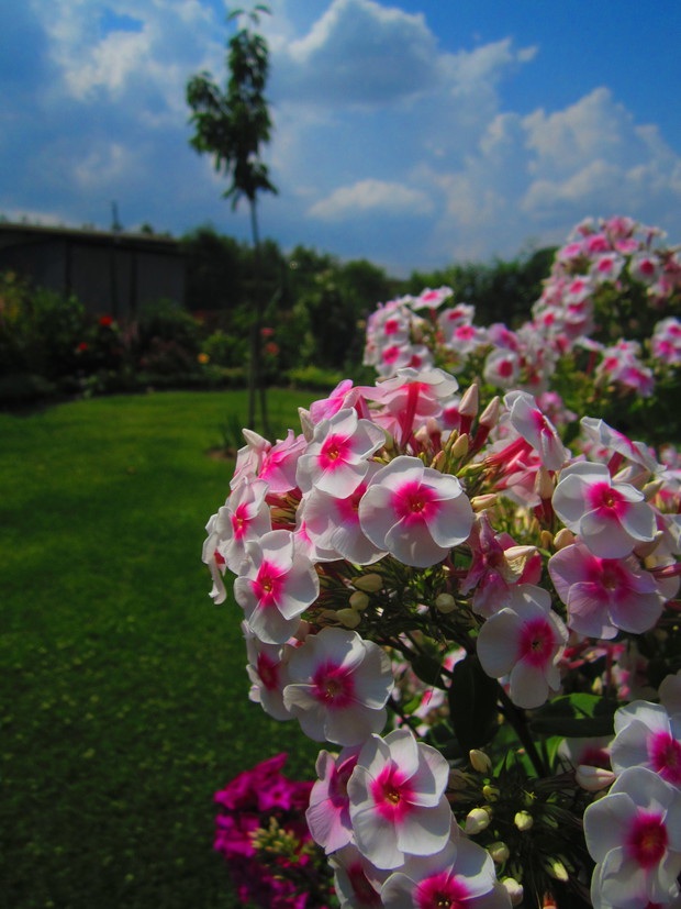 Floksiki na tle działki
