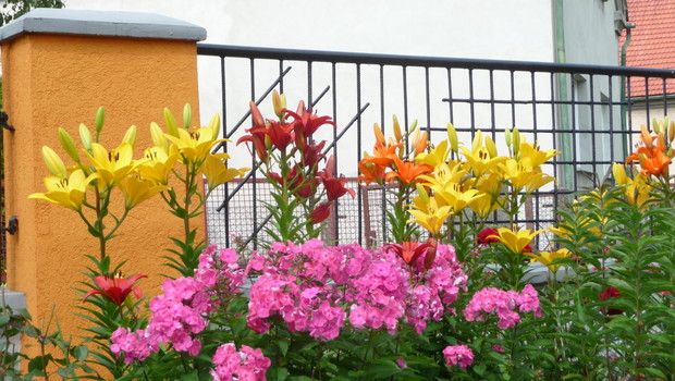 Floksy i lilie doskonale ze sobą współgrają tworząc paletę barw.