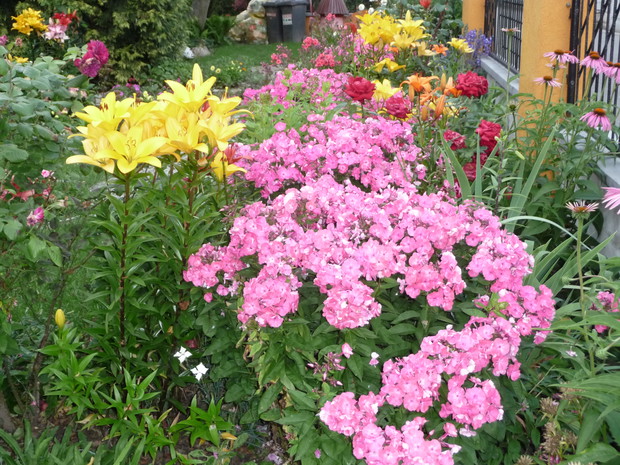 Floksy w towarzystwie  lilii.