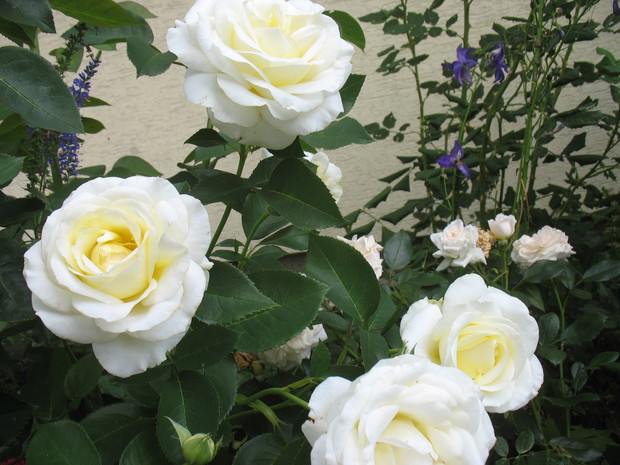 Fryderyk Chopin--ulubiona róża 