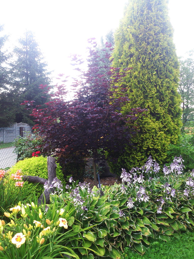 Funkia posłużyła mi tu za krawężnik odcinający część trawy od części rabatki ..;)