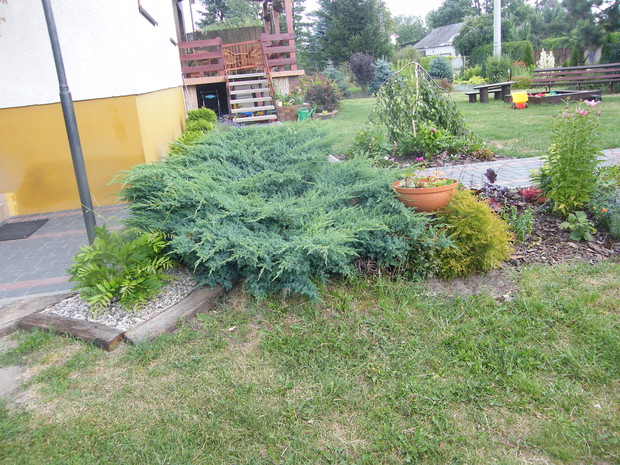 glicynia wśród kamyków  i iglaki