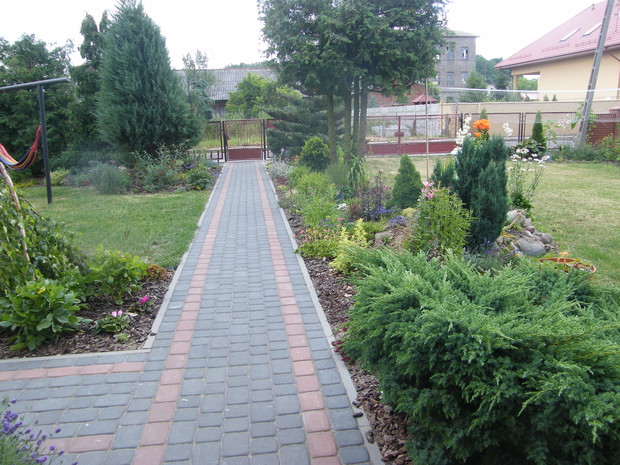 główny chodnik z przyciętą tują  i rabata z niskimi bylinami