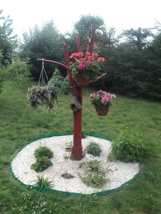 Grusza, która mało owocowała, zamieniła się w wieszak na doniczki z kwiatami. Pomalowałam drzewko sprayem na czerwono. Otoczona jest kamyczkowym kręgiem.